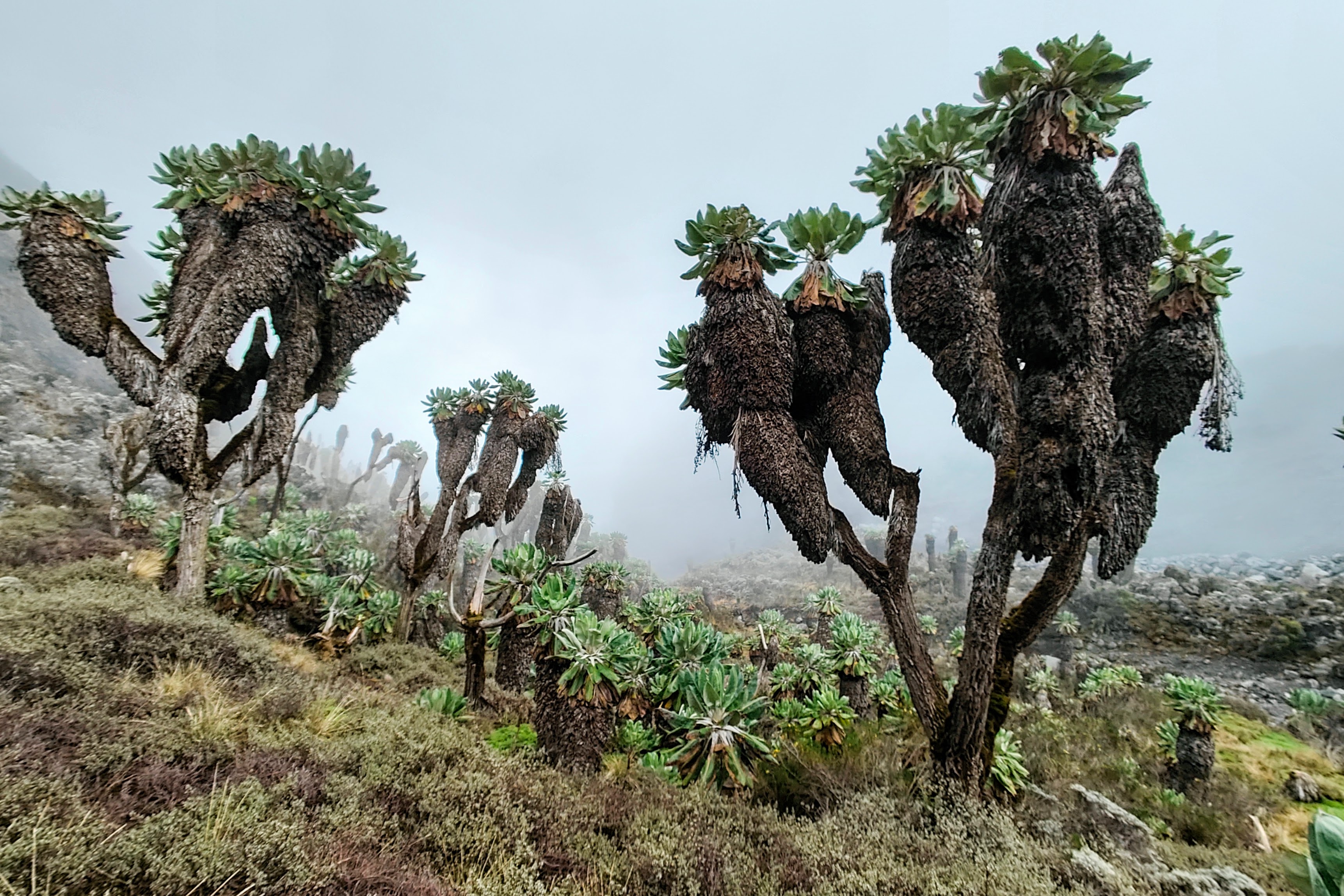 Mountain Trek Gallery Image 1